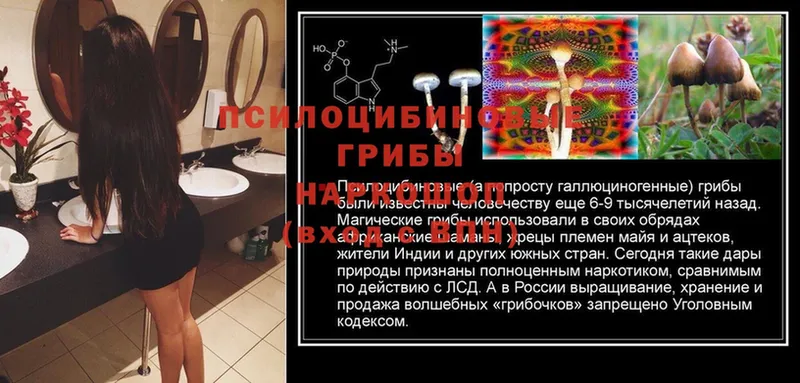 Галлюциногенные грибы Psilocybine cubensis  Медынь 